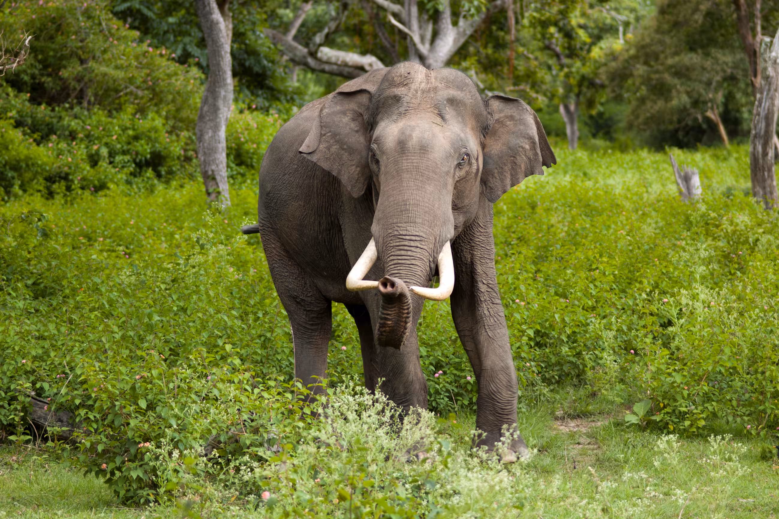 Asiatic Elephant